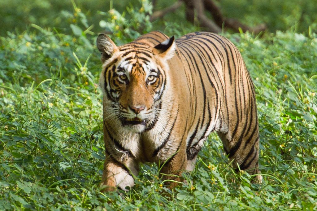 Bengal tiger in forest