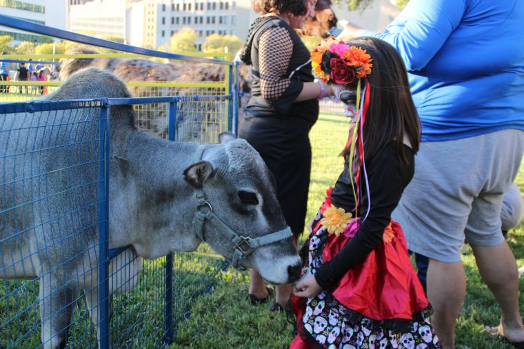 Pumpkins on the Plaza