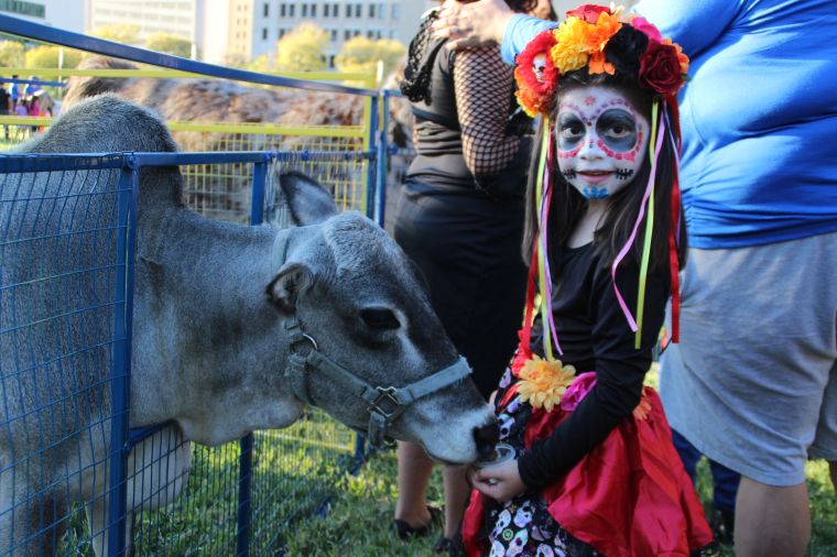 Pumpkins on the Plaza