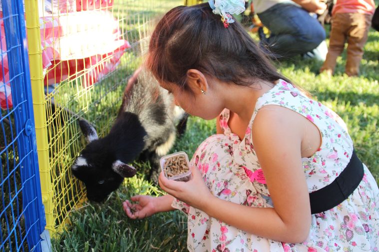 Pumpkins on the Plaza