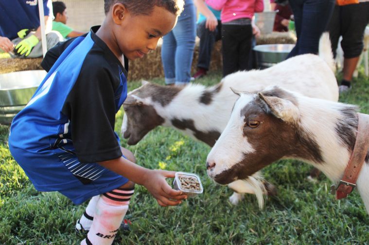 Pumpkins on the Plaza