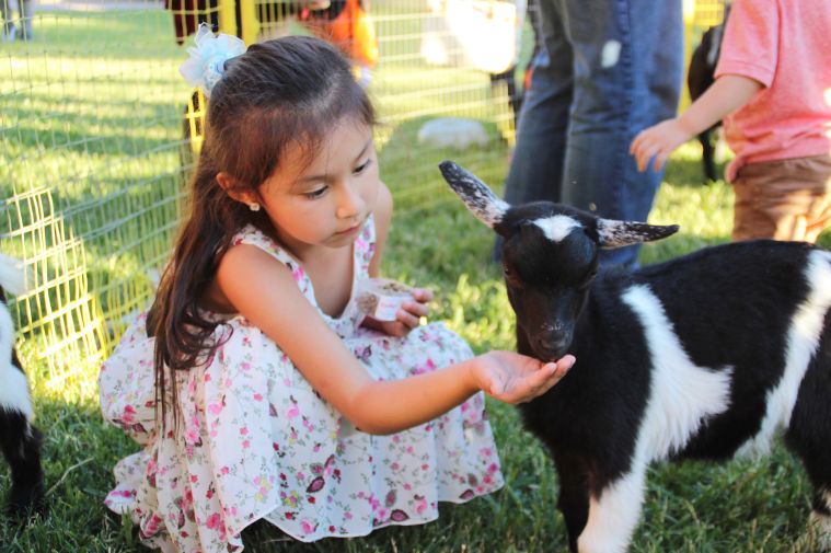 Pumpkins on the Plaza