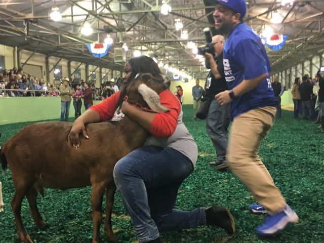 Goat Milking Contest