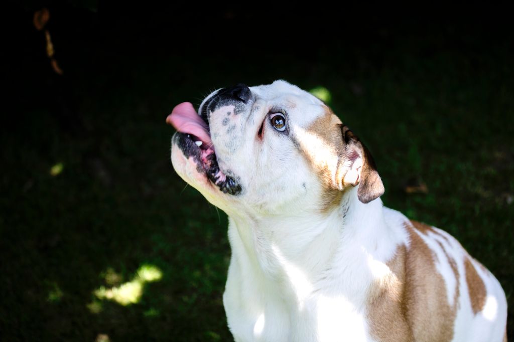 Portrait of British Bulldog