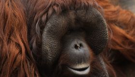 A Bornean orangutan (Pongo pygmaeus) named Peek, stands on a...