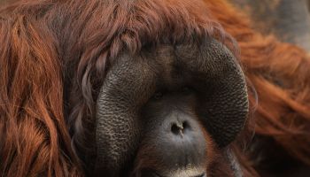 A Bornean orangutan (Pongo pygmaeus) named Peek, stands on a...