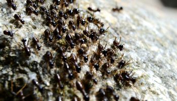 Close-Up Of Ants On Rock