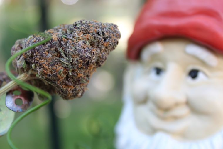 Remembering The Best 4/20 Marijuana Photos