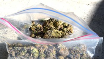 Close-Up Of Cannabis Plant In Plastic Bag