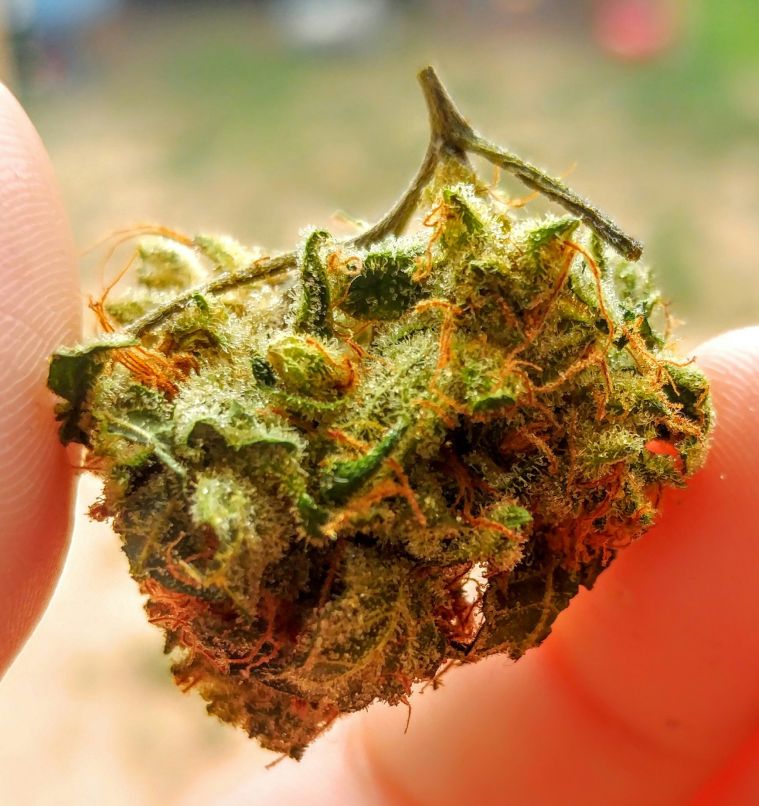 Remembering The Best 4/20 Marijuana Photos