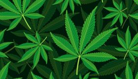 Seamless Background Cannabis Leaf