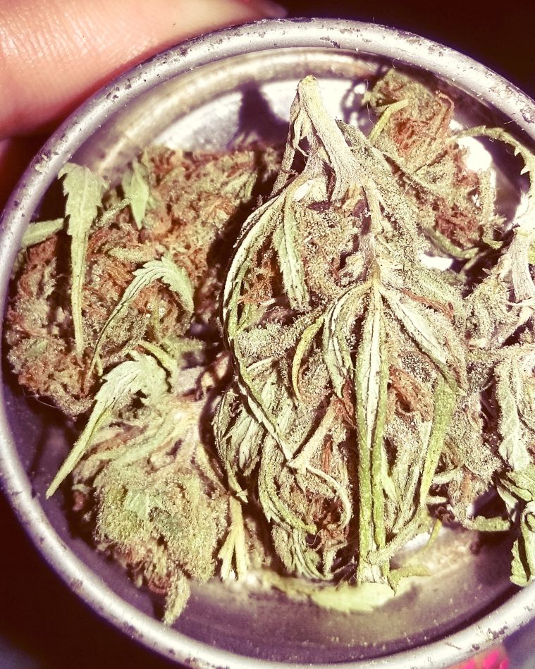 Remembering The Best 4/20 Marijuana Photos