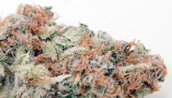 Close-Up Of Dry Marijuana On Table