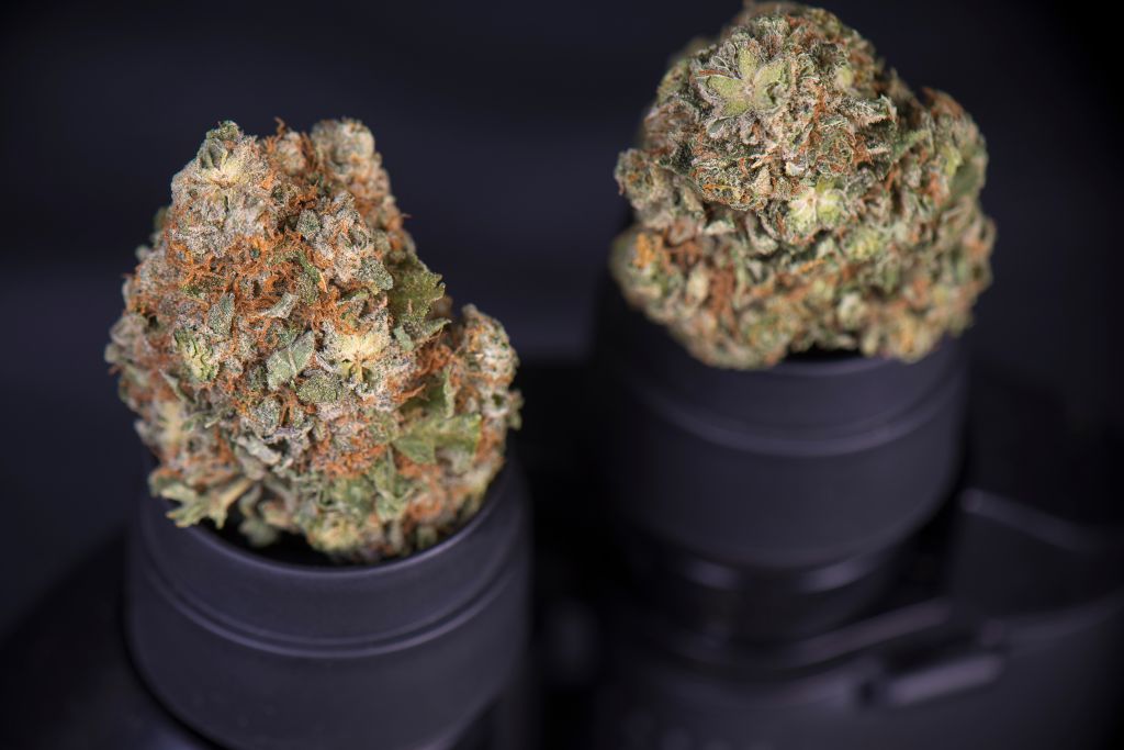 Close Up Of Marijuana In Containers