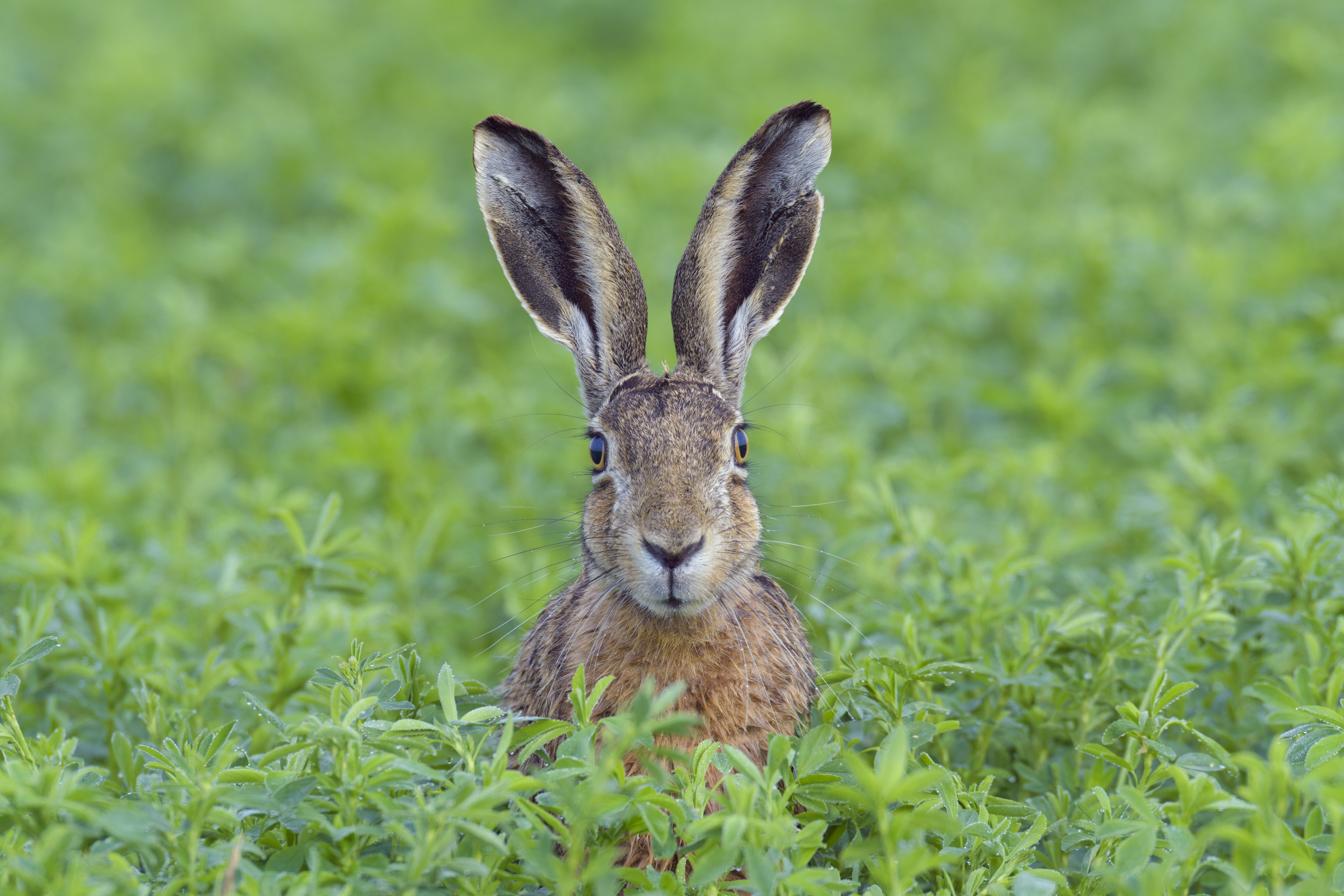 Portrait of a European brown hare (Lepus europaeus) with head sticking up from meadow in summer in Hesse, Germany