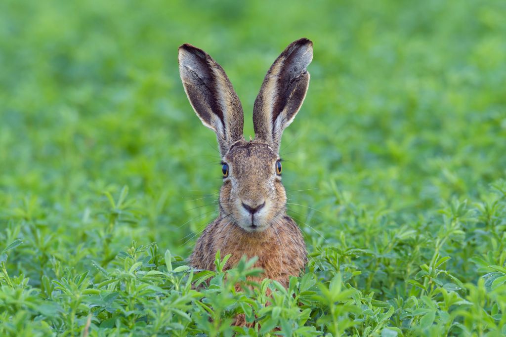 Portrait of a European brown hare (Lepus europaeus) with head sticking up from meadow in summer in Hesse, Germany