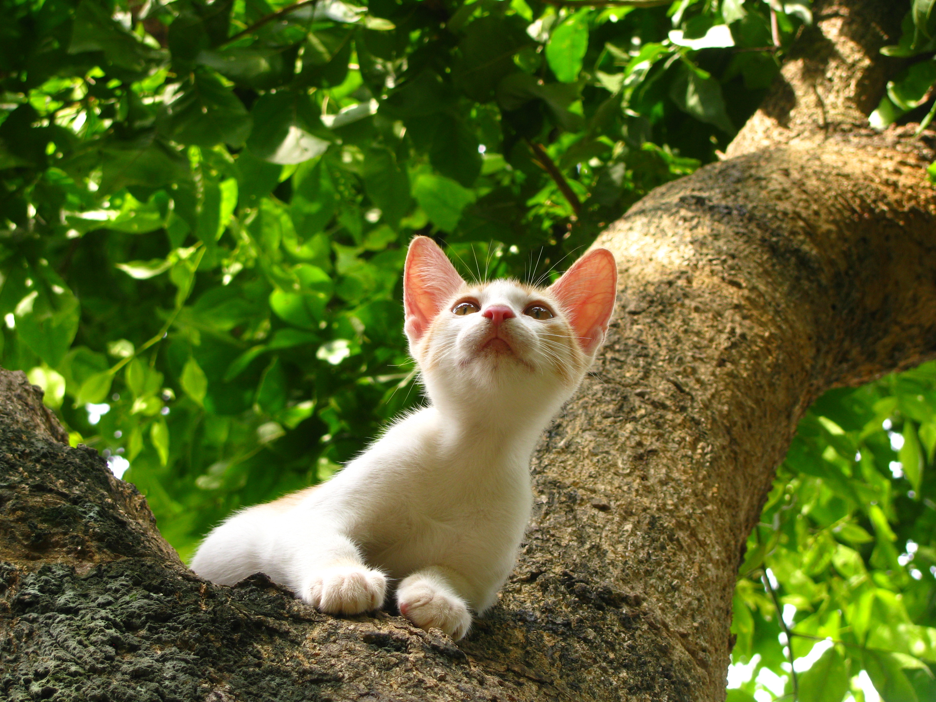Kitten on a tree