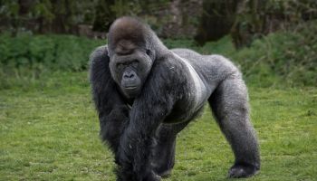 Silver back gorilla