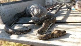 13 Foot Python Bites Off More Than He Can Chew!