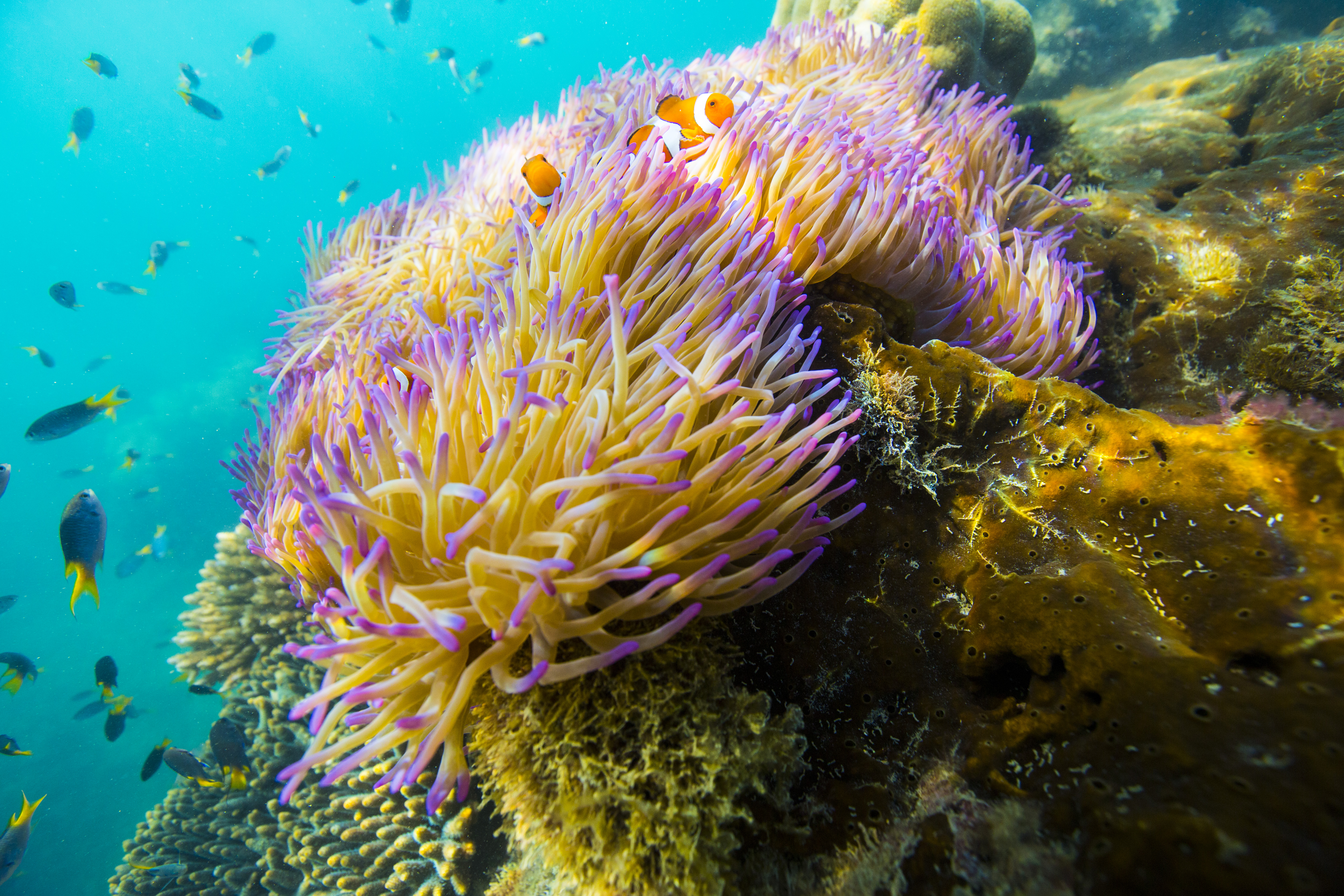 A Night At The Great Barrier Reef: Live Like Dory With Airbnb