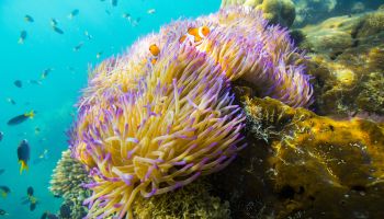 A Night At The Great Barrier Reef: Live Like Dory With Airbnb