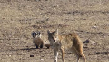 Coyote And Badger Spotted Working As Hunting Team