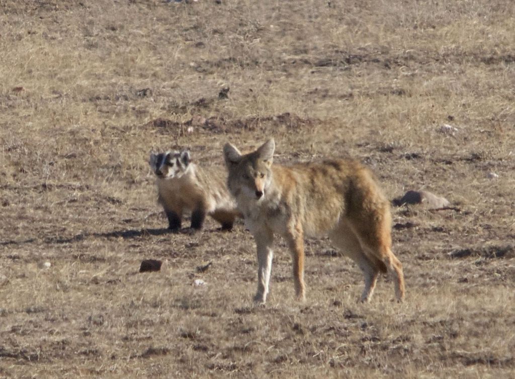 Coyote And Badger Spotted Working As Hunting Team