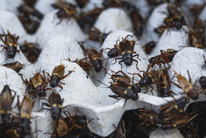 Close-Up Of Gryllus bimaculatus In Egg Carton