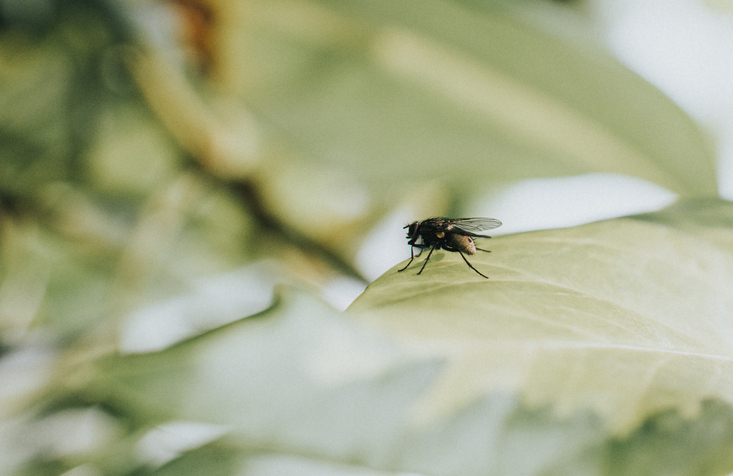 Fly on a Leaf
