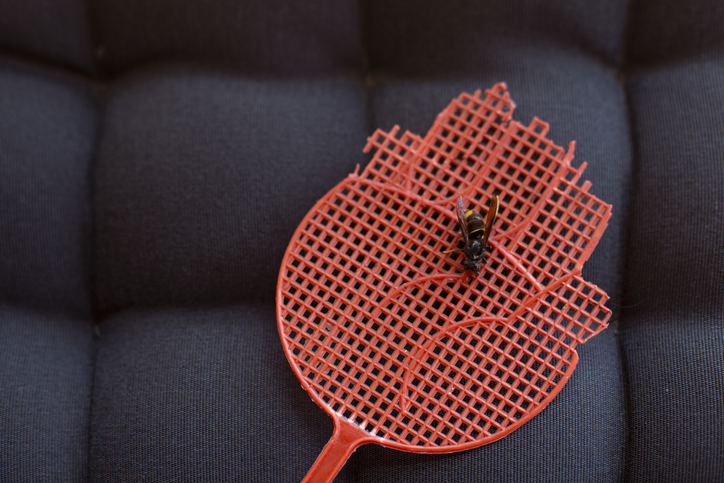 Dead asian hornet (vespa velutina) on a fly swatter