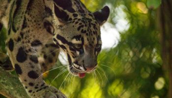 Male Adult Clouded Leopard Neofelis Nebulosa Is Listed As Vulnerable And Can Be Found In Asia.