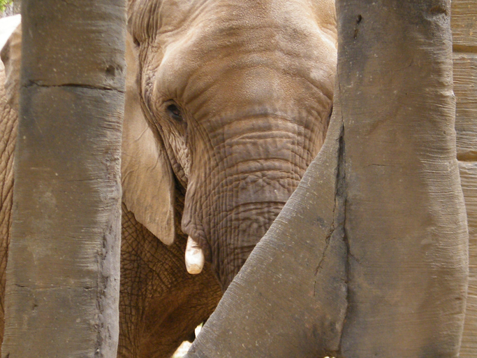 Elephant behind a set of trees