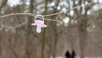 Lost baby pacifier on tree branch