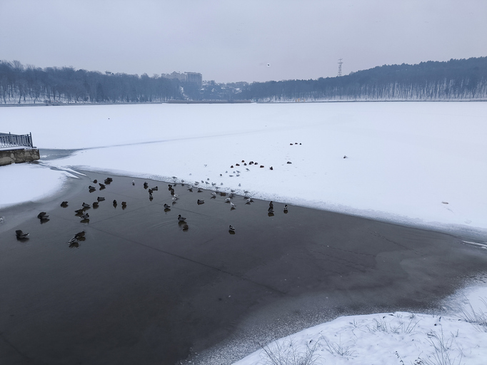 Winter Refuge: Ducks Gathering at the Thawing Lake Edge