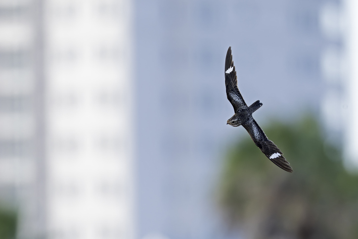 A common nighthawk (Chordeiles minor) in flight