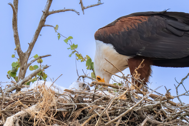 African Fish Eagle (Haliaeetus vocifer) feeding chick