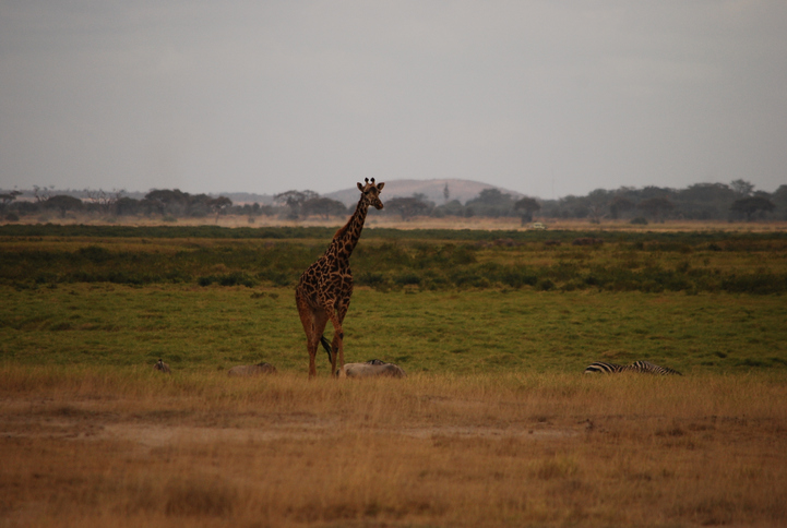Reticulated Giraffe on the Plains of Amboseli in Africa