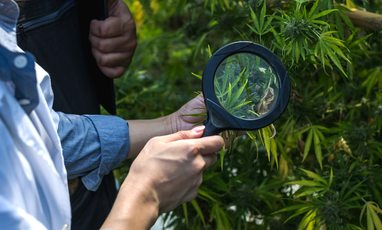 Unknown Asian female botanical researcher using magnifying glass to inspect medical cannabis leaf in greenhouse