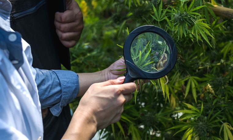 Unknown Asian female botanical researcher using magnifying glass to inspect medical cannabis leaf in greenhouse
